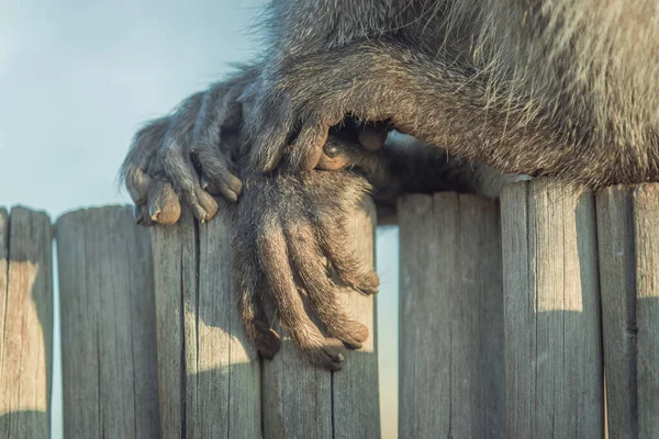 Bulanık Arka Planda Pofuduk Bir Maymunun Ellerinin Yakın Plan Çekimi — Stok fotoğraf