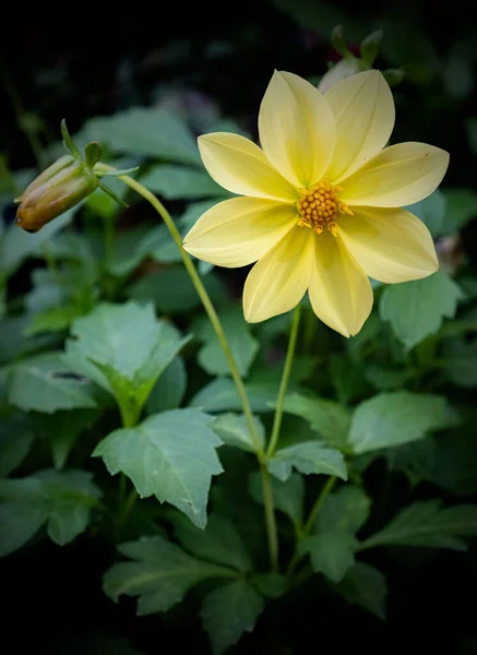 Vertical Shot Blooming Yellow Dahlia Flower Field — Stok fotoğraf