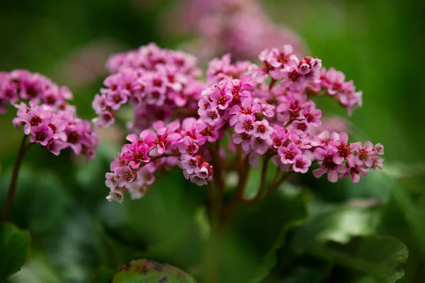 Parlak Pembe Bergenia Çiçeklerinin Yakın Plan Çekimi — Stok fotoğraf