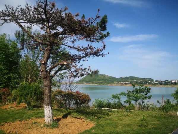 一帧松树的特写与湖景相映衬 — 图库照片