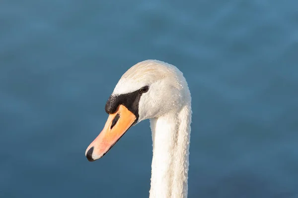 Head White Swan Seen Profile Close — Stok fotoğraf