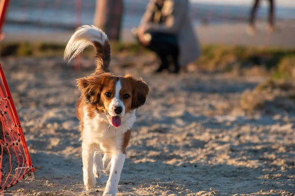 Close Shot Kooikerhondje Breed Dog Park Volleyball Net — Stock Photo, Image