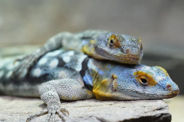 Sürünen ve çocuğunu sırtında taşıyan renkli bir anne kertenkelenin yakın plan fotoğrafı.