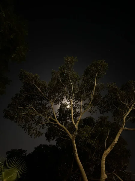 Low Angle Shot Tree Leaves Night Sky Moon — Stock Photo, Image