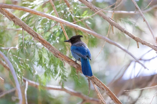 Blue Stellers Jay Sitting Tree Branch United States — Stock fotografie