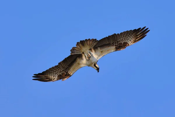 Μια Γραφική Θέα Ενός Osprey Που Πετάει Στον Γαλάζιο Ουρανό — Φωτογραφία Αρχείου