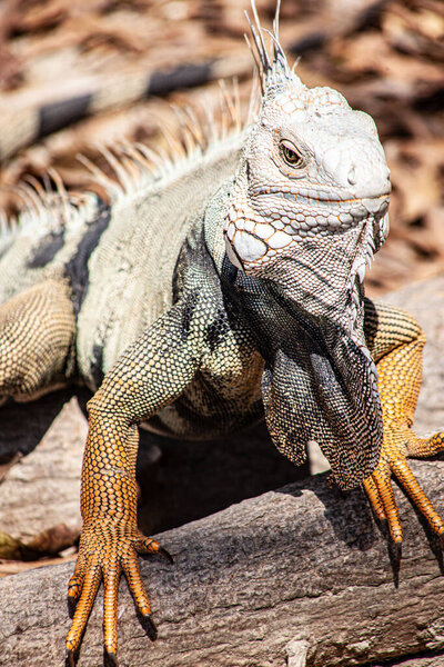 Вертикальный снимок игуаны на размытом фоне