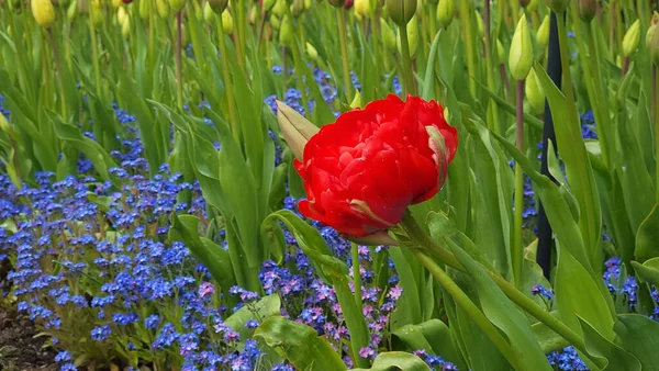 Close Jardim Tulipa Florescendo Jardim Luz Dia Com Fundo Borrado — Fotografia de Stock