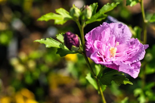 Closeup Hibiscus Syrian Pink Petals Lit Sunlight — Stock Photo, Image