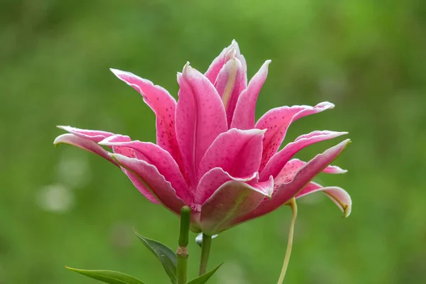 Closeup Shot Beautiful Purple Hybrid Terry Roselily — Stock Photo, Image