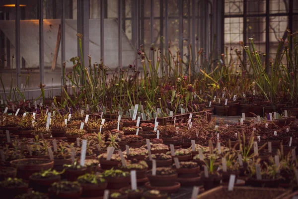 Beautiful Shot Flowers Pots Trays Greenhouse — Stok fotoğraf