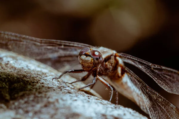 Macro Shot Dragonfly Blurred Background — Stock Photo, Image