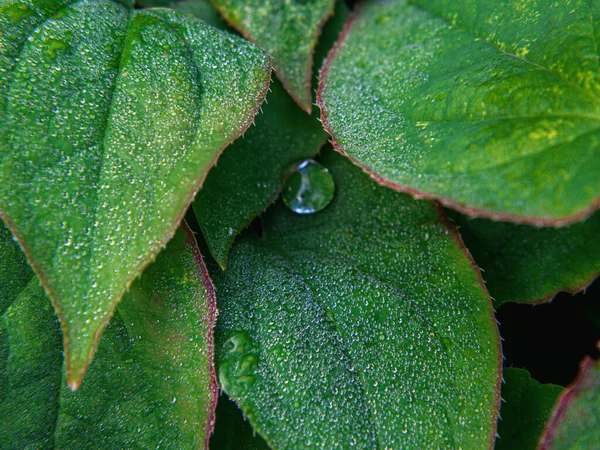 水滴で覆われた緑の葉のクローズアップショット — ストック写真