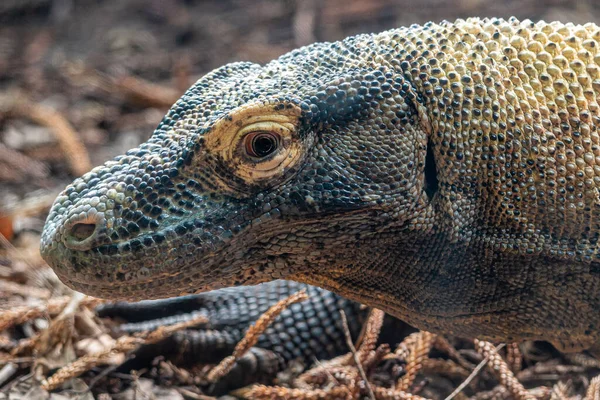 Close Réptil Dragão Komodo Seu Habitat Natural — Fotografia de Stock