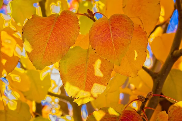 Closeup Leaves Turning Yellow Red Fall — Zdjęcie stockowe