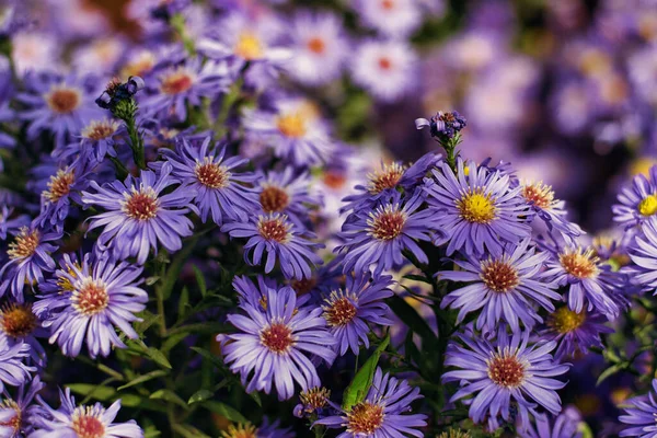 Close Das Belas Flores Aster Perennial Com Pétalas Violetas Sob — Fotografia de Stock