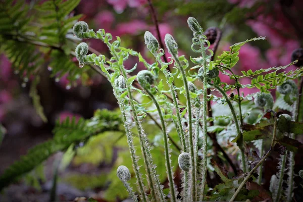 Ένα Κοντινό Πλάνο Της Fiddleheads Αυξάνεται Κατά Θολή Πράσινα Φυτά — Φωτογραφία Αρχείου