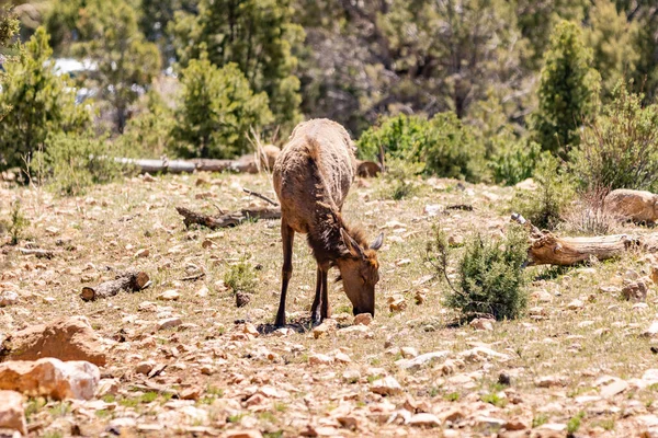 Güneş ışığı altında Büyük Kanyon 'da bir geyiğin yakın çekimi.