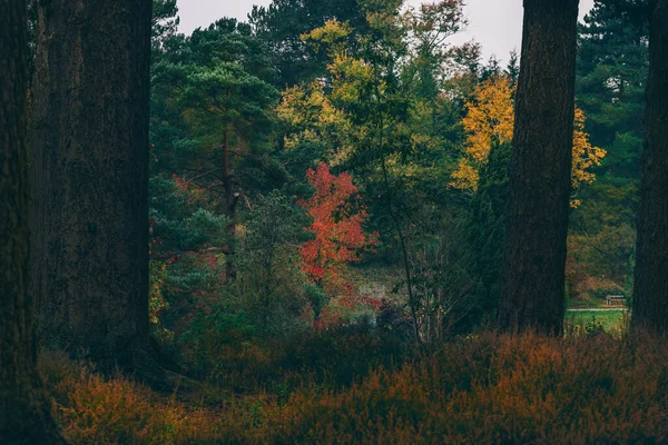 Paisaje Natural Bosque Otoño — Foto de Stock