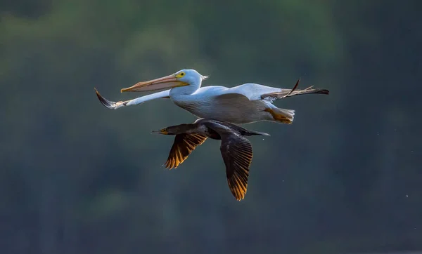 Selectivo Pelícano Volando Cerca Orilla — Foto de Stock