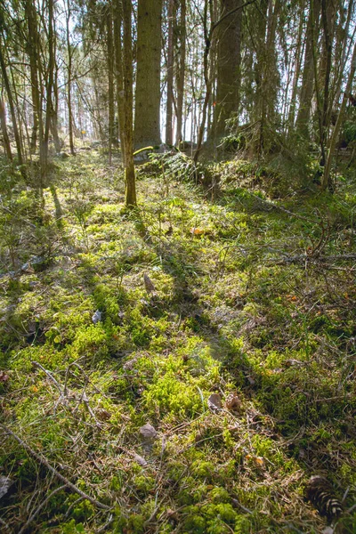 晴れた日に地面に緑の木や枝の森の垂直ショット — ストック写真