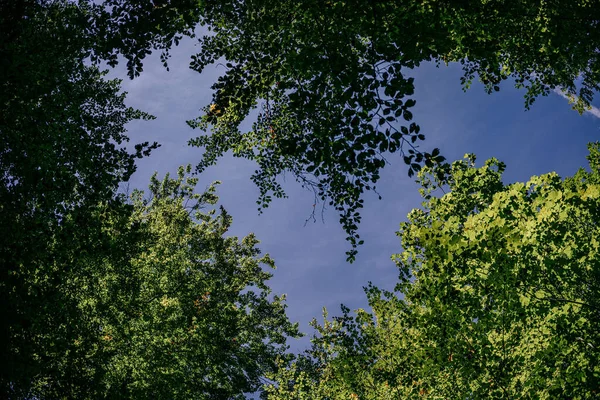 Χαμηλή Γωνία Από Κορυφές Δέντρων Καλυμμένες Πράσινα Φύλλα Μπλε Ουρανό — Φωτογραφία Αρχείου