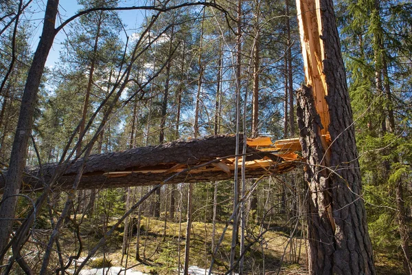 Broken Pinus Sylvestris Pine Tree Forest Storm — Stock Photo, Image