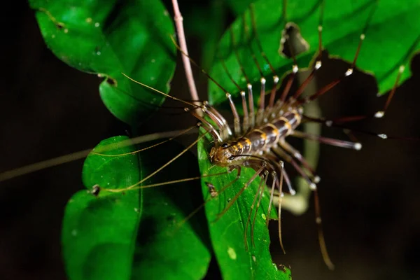 Closeup Scutigera Coleoptrata Bright Green Leaf — Stock Photo, Image