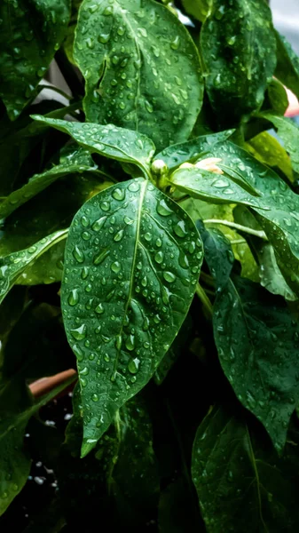 一缕垂直的雨滴落在绿叶上 — 图库照片
