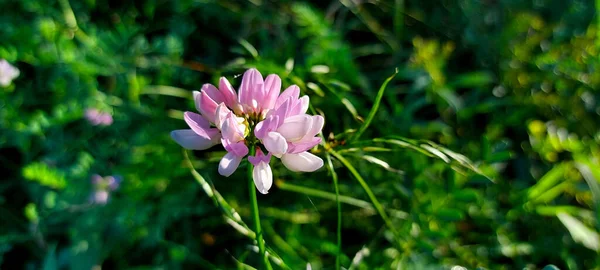 Kleine Schöne Wildrosa Blume — Stockfoto
