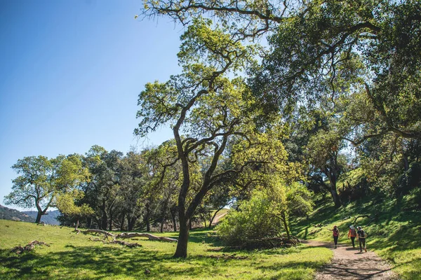 Beautiful Shot Three Hikers Walking Trail Park Green Leaved Trees — Stock Photo, Image