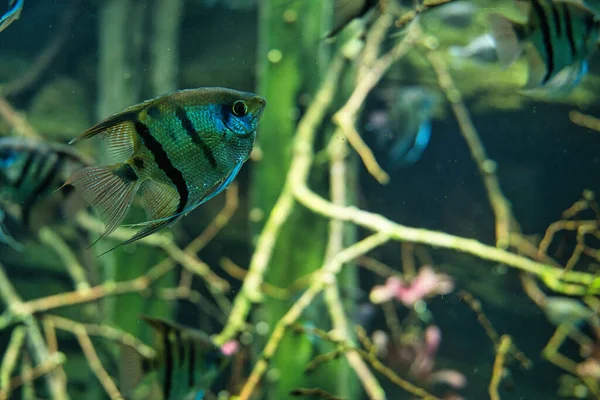 Closeup Shot Beautiful Scalar Fishes Aquarium — Stock Photo, Image