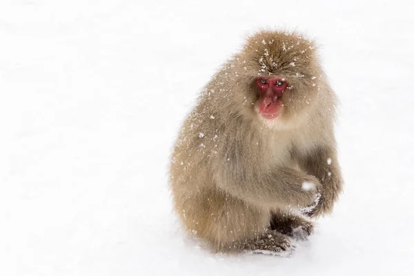 A closeup shot of a fluffy wild macaque monkey under snowfall