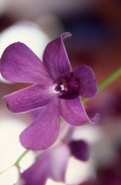 Closeup Shot Violet Orchid — Stock Photo, Image