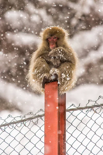 A closeup shot of a fluffy wild macaque monkey on a pole under snowfall