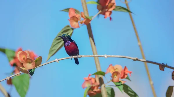 Close Sunbird Palestina Empoleirado Ramo Uma Árvore Com Flores Fundo — Fotografia de Stock