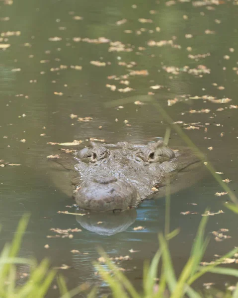 Vertical Shot Scary Crocodile Swimming Underwater — Stock fotografie