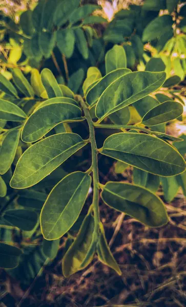 Vertical Shot Blooming Plants Field — Stockfoto