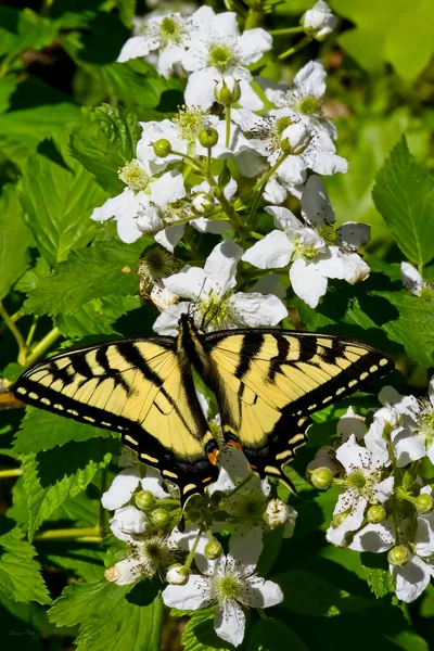 Eastern Tiger Swallowtail Butterfly White Common Blackberry Flowers Green Leaves — Stock Photo, Image