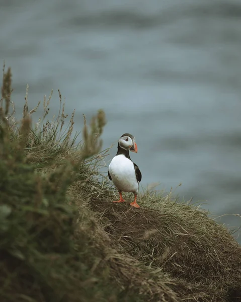 Eine Vertikale Aufnahme Eines Atlantischen Papageitauchers Fratercula Arctica Auf Verschwommenem — Stockfoto