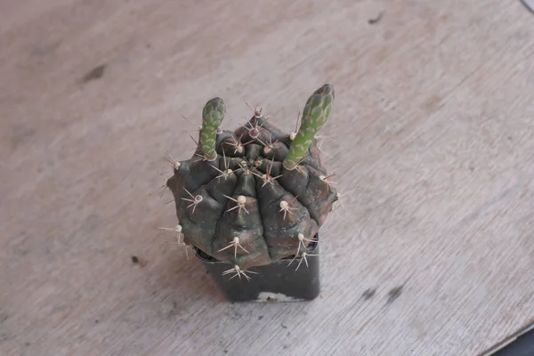 Una Vista Superior Una Pequeña Planta Cactus Creciendo Una Maceta — Foto de Stock