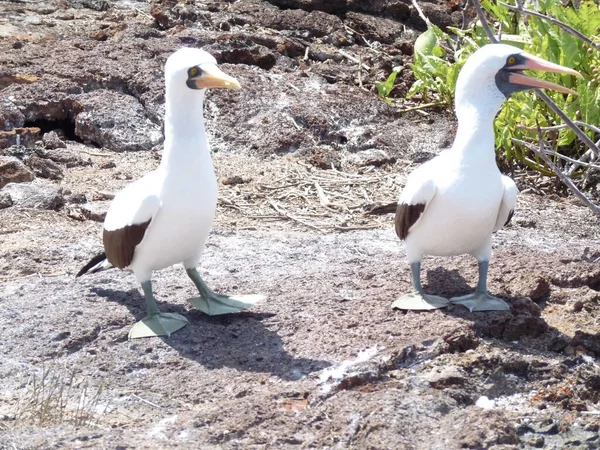 Two Blue Footed Booby Birds Galapagos Islands Ecuador — Stock Photo, Image