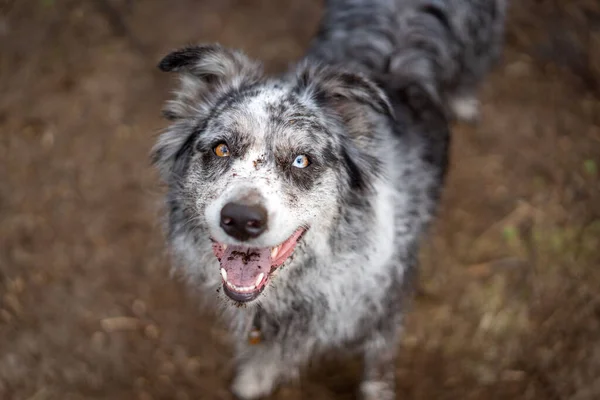 Closeup Adorable Australian Shepherd Looking Camera — Stock Photo, Image