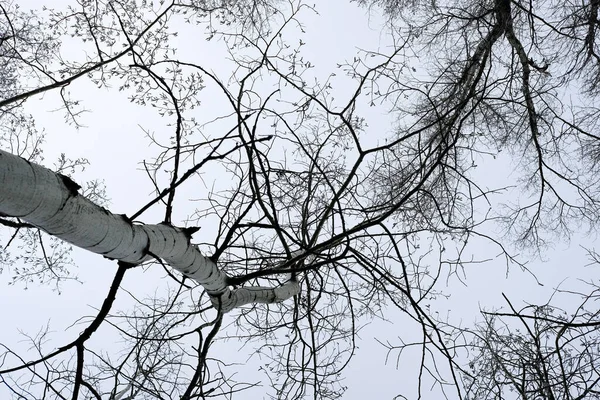 太陽の下で灰色の空に対して葉のないアスペンの木の低角度ショット — ストック写真