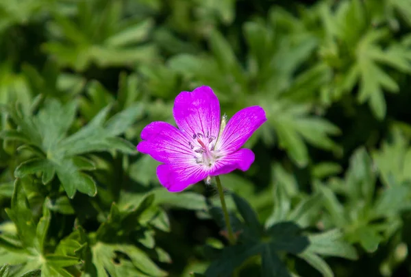 Close Geranium Palustre Flower One Violet Detail — Stockfoto