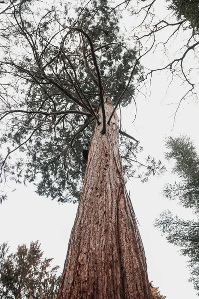 森の中の木の垂直方向の低角度ショット — ストック写真