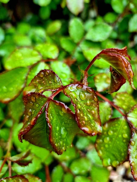 葉に水滴が付いている美しい垂直の自然背景 — ストック写真