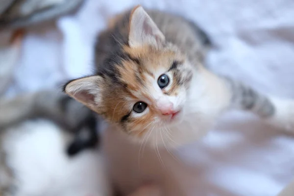 High Angle Shot Beautiful Orange Gray Kitten Looking Camera Curious — 스톡 사진