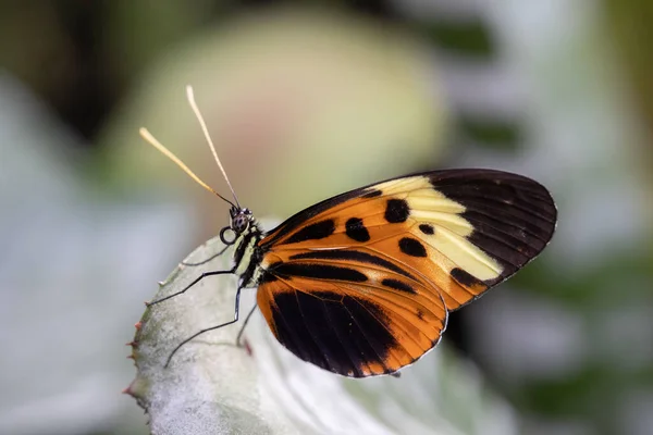 Gros Plan Papillon Aux Ailes Colorées Perché Sur Une Feuille — Photo