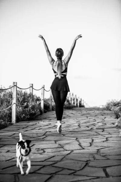 Vertical Shot Ballerina Neat Figure Jack Russell Terrier Grayscale — Stock Photo, Image
